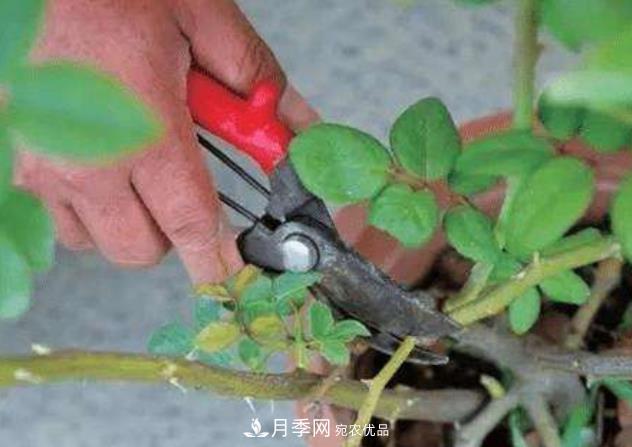 月季花什么時候修剪？選對“時間”，才能花開爆，一直開花(圖2)