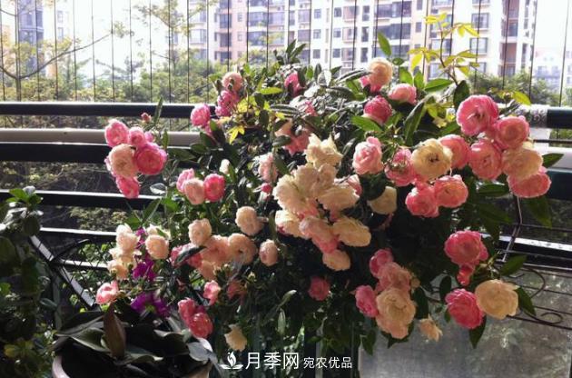 月季花什么時候修剪？選對“時間”，才能花開爆，一直開花(圖3)