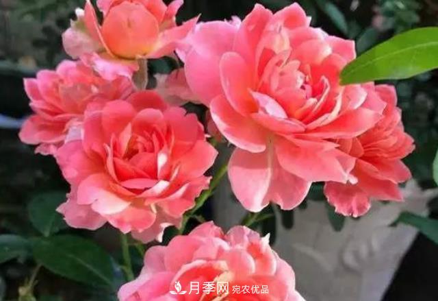 月季花什么時候修剪？選對“時間”，才能花開爆，一直開花(圖5)