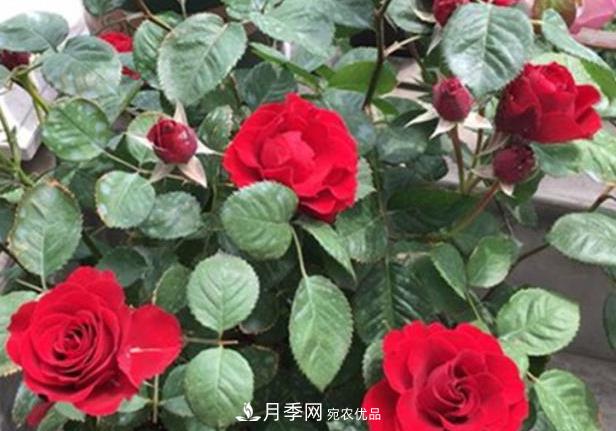 新手養(yǎng)月季須知的“四大點(diǎn)”，熟練掌握，才能輕松養(yǎng)爆盆(圖1)