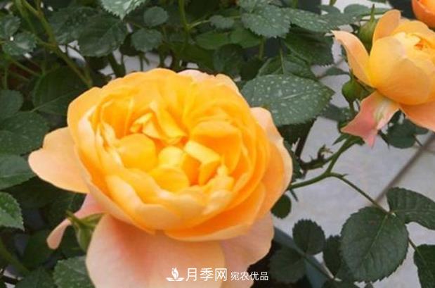 新手養(yǎng)月季須知的“四大點(diǎn)”，熟練掌握，才能輕松養(yǎng)爆盆(圖3)