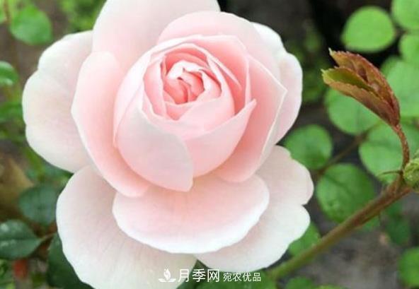 新手養(yǎng)月季須知的“四大點(diǎn)”，熟練掌握，才能輕松養(yǎng)爆盆(圖2)