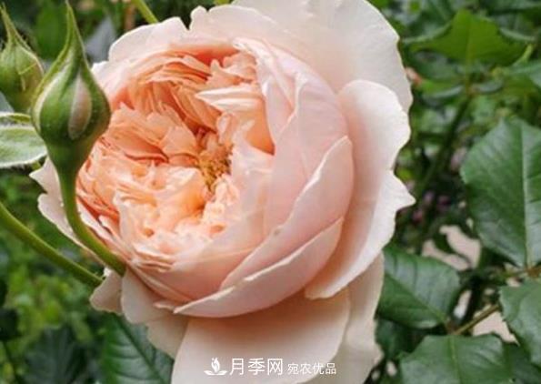 新手養(yǎng)月季須知的“四大點(diǎn)”，熟練掌握，才能輕松養(yǎng)爆盆(圖4)