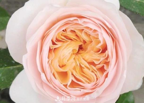 新手養(yǎng)月季須知的“四大點(diǎn)”，熟練掌握，才能輕松養(yǎng)爆盆(圖5)