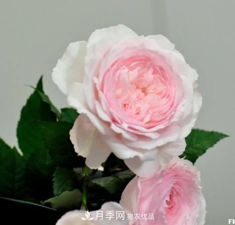 月季品種這么多，就屬這7種香味***好聞(圖4)