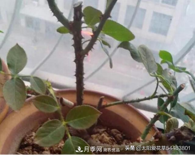 如何避免月季一換盆土就死呢？(圖3)