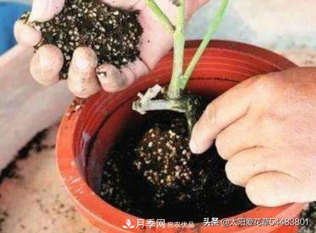 如何避免月季一換盆土就死呢？(圖6)