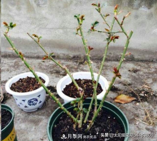 如何避免月季一換盆土就死呢？(圖5)