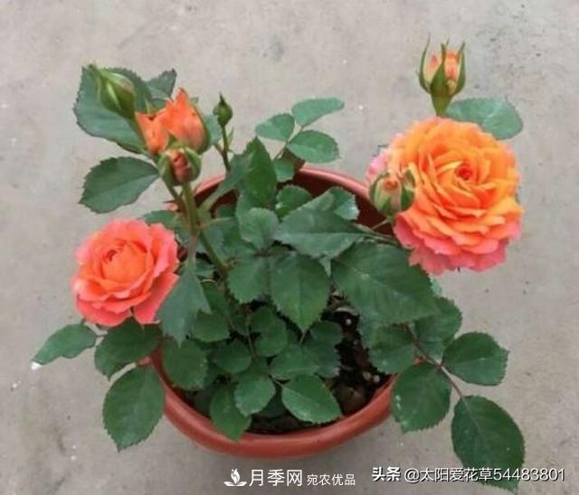 如何避免月季一換盆土就死呢？(圖8)