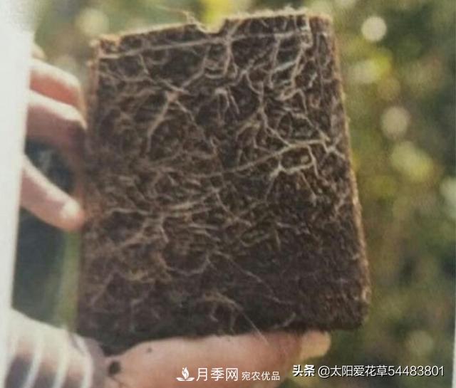 如何避免月季一換盆土就死呢？(圖4)