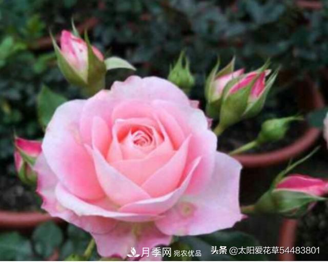 如何避免月季一換盆土就死呢？(圖1)