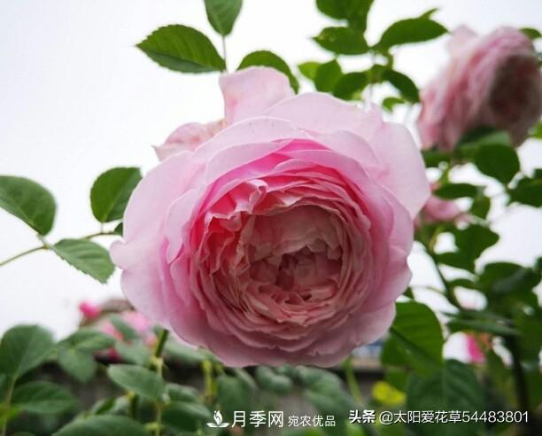 如何避免月季一換盆土就死呢？(圖7)