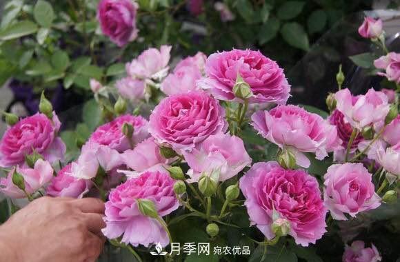 月季中的優(yōu)良品種，天方夜譚，花大量多香味濃，種上就能活！(圖1)