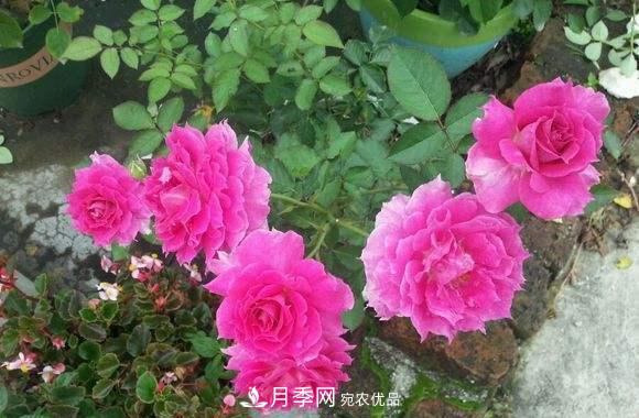 月季中的優(yōu)良品種，天方夜譚，花大量多香味濃，種上就能活！(圖3)
