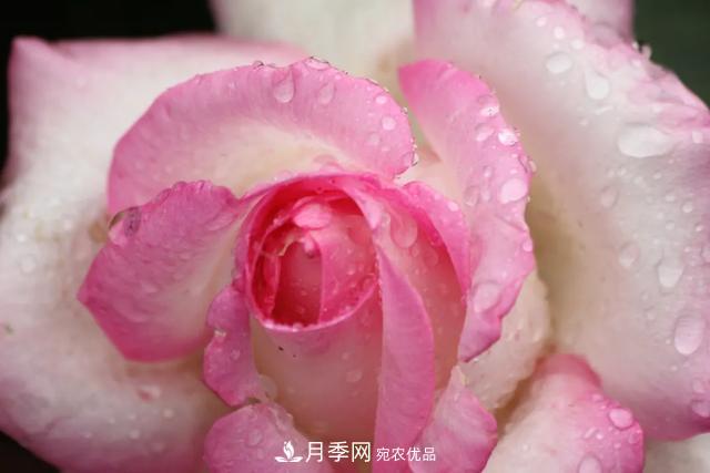 月季養(yǎng)護(hù)知識：這樣養(yǎng)出的月季花，花大色艷，枝繁葉茂(圖1)