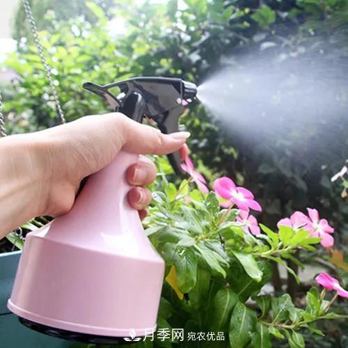 月季養(yǎng)護(hù)知識：這樣養(yǎng)出的月季花，花大色艷，枝繁葉茂(圖3)