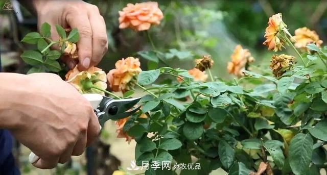 月季養(yǎng)護(hù)知識：這樣養(yǎng)出的月季花，花大色艷，枝繁葉茂(圖5)