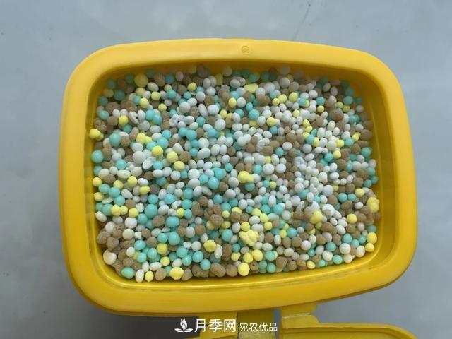 月季養(yǎng)護(hù)知識：這樣養(yǎng)出的月季花，花大色艷，枝繁葉茂(圖4)