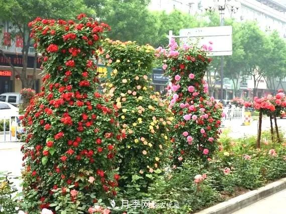 造型月季花球在城市綠化中的應(yīng)用(圖1)