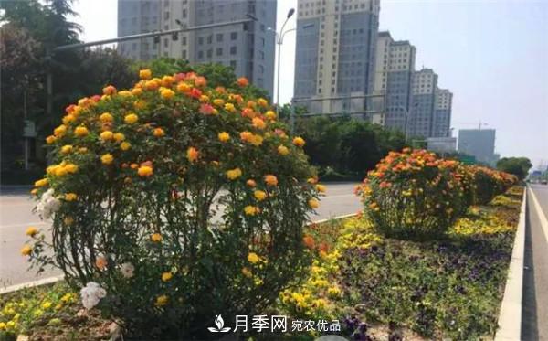 造型月季花球在城市綠化中的應(yīng)用(圖3)