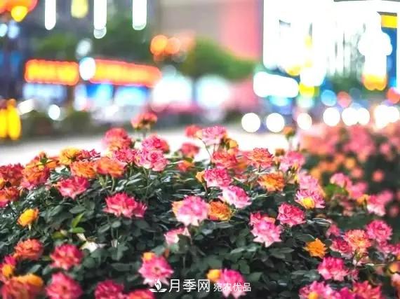 造型月季花球在城市綠化中的應(yīng)用(圖2)
