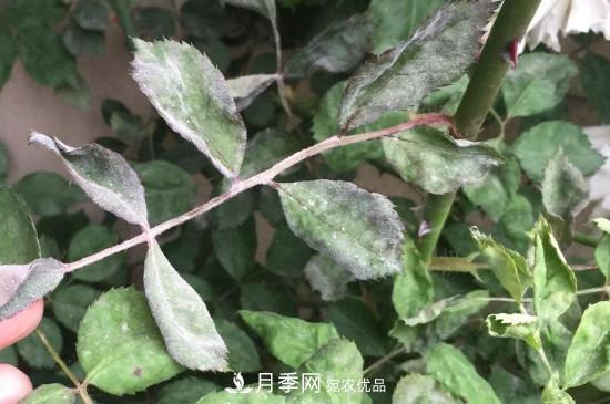 月季葉子上有一層白霜怎么辦？是白粉病嗎(圖2)