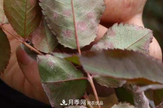 月季葉子上有一層白霜怎么辦？是白粉病嗎(圖1)