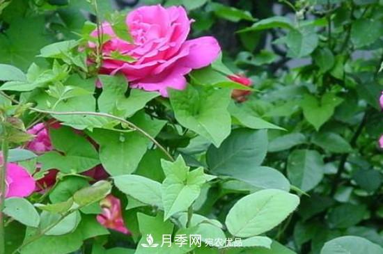 月季葉子上有一層白霜怎么辦？是白粉病嗎(圖3)
