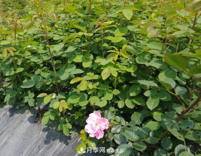 經(jīng)過遠距離運輸?shù)脑录韭愀?，如何定植上盆?圖1)