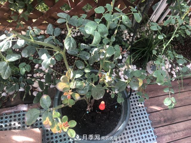 盆栽月季怎樣養(yǎng)？為什么會(huì)出現(xiàn)黃葉，甚至是新芽細(xì)長(zhǎng)，該怎么辦？(圖3)