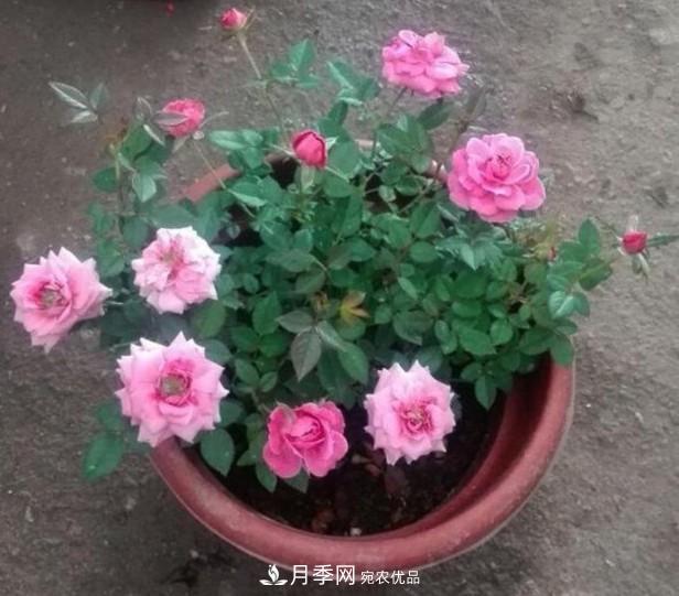 盆栽月季怎樣養(yǎng)？為什么會(huì)出現(xiàn)黃葉，甚至是新芽細(xì)長(zhǎng)，該怎么辦？(圖5)
