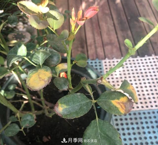 盆栽月季怎樣養(yǎng)？為什么會(huì)出現(xiàn)黃葉，甚至是新芽細(xì)長(zhǎng)，該怎么辦？(圖6)