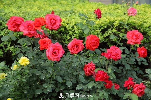 夏季養(yǎng)月季花，澆水施肥都是重點(diǎn)，整錯了就黃葉爛根生長差(圖1)