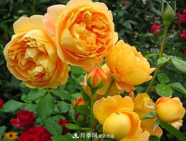 夏季養(yǎng)月季花，澆水施肥都是重點(diǎn)，整錯了就黃葉爛根生長差(圖4)