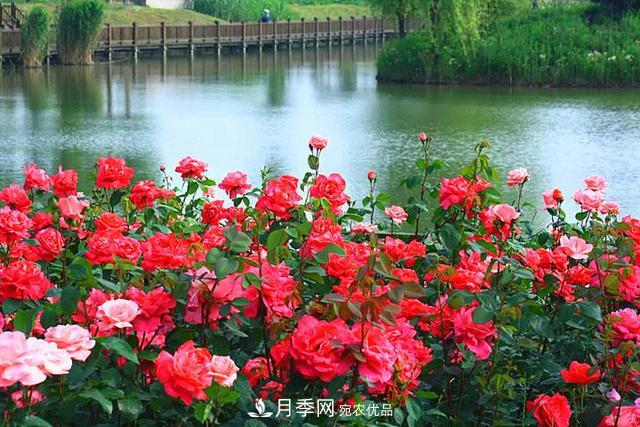 夏季養(yǎng)月季花，澆水施肥都是重點(diǎn)，整錯了就黃葉爛根生長差(圖3)