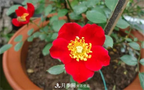 地被月季～城鄉(xiāng)綠化、園林美化的優(yōu)秀選擇（附：品種說明及圖片）(圖5)