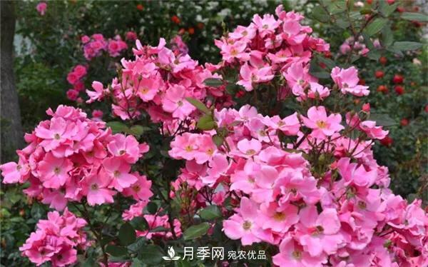 地被月季～城鄉(xiāng)綠化、園林美化的優(yōu)秀選擇（附：品種說明及圖片）(圖3)