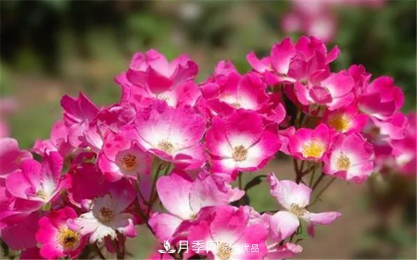 地被月季～城鄉(xiāng)綠化、園林美化的優(yōu)秀選擇（附：品種說明及圖片）(圖4)