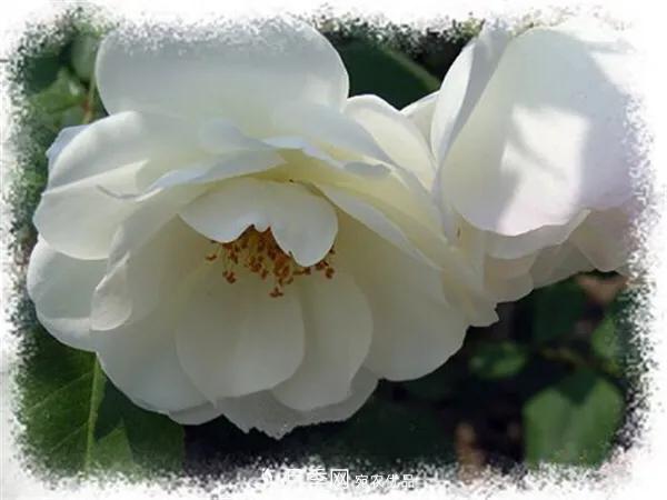 地被月季～城鄉(xiāng)綠化、園林美化的優(yōu)秀選擇（附：品種說明及圖片）(圖7)