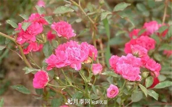 地被月季～城鄉(xiāng)綠化、園林美化的優(yōu)秀選擇（附：品種說明及圖片）(圖12)