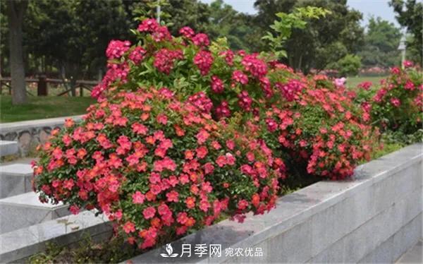 地被月季～城鄉(xiāng)綠化、園林美化的優(yōu)秀選擇（附：品種說明及圖片）(圖9)
