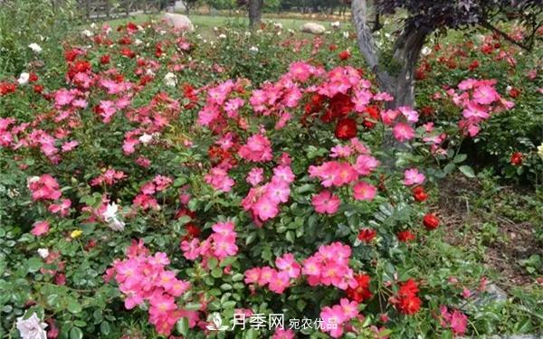 地被月季～城鄉(xiāng)綠化、園林美化的優(yōu)秀選擇（附：品種說明及圖片）(圖10)