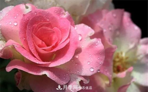 地被月季～城鄉(xiāng)綠化、園林美化的優(yōu)秀選擇（附：品種說明及圖片）(圖11)