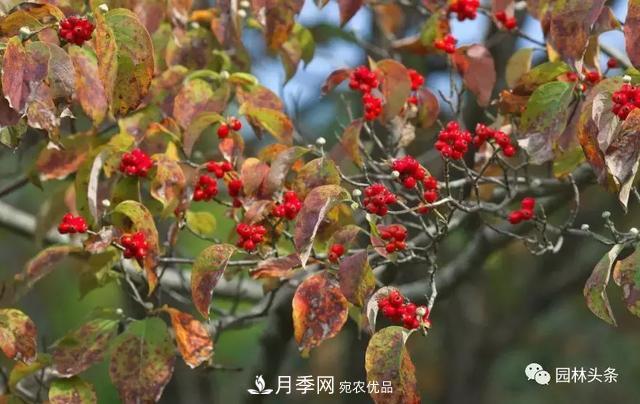 河南南陽(yáng)南召：玉蘭月季等優(yōu)勢(shì)鄉(xiāng)土花木行情喜人(圖2)
