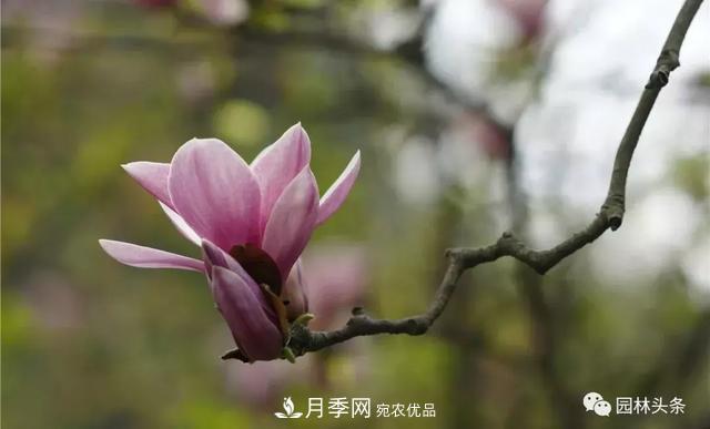 河南南陽(yáng)南召：玉蘭月季等優(yōu)勢(shì)鄉(xiāng)土花木行情喜人(圖1)