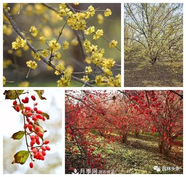 河南南陽(yáng)南召：玉蘭月季等優(yōu)勢(shì)鄉(xiāng)土花木行情喜人(圖7)