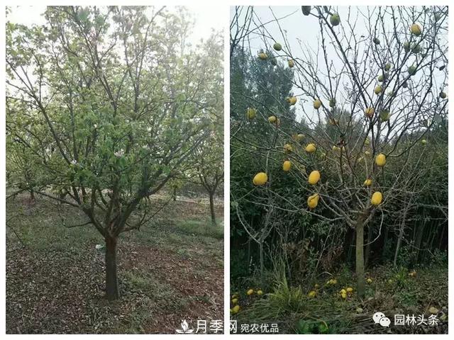 河南南陽(yáng)南召：玉蘭月季等優(yōu)勢(shì)鄉(xiāng)土花木行情喜人(圖6)