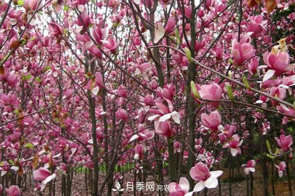 紫玉蘭樹到底是灌木還是小喬木？(圖2)