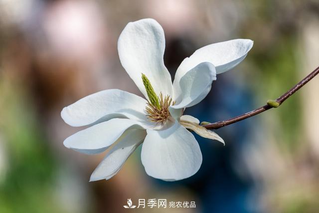 玉蘭樹：花先枝葉開，綻放一樹華(圖2)