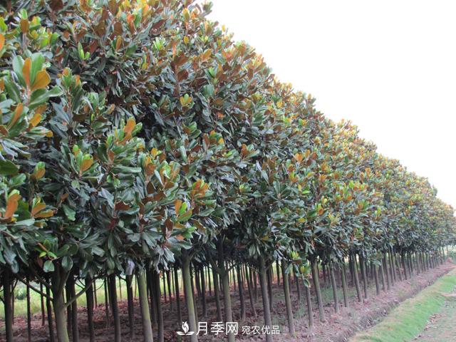 南陽(yáng)玉蘭樹(shù)苗什么季節(jié)移栽好？詳細(xì)講解(圖1)